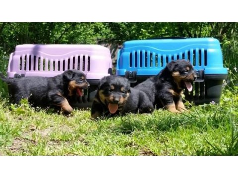 Rottweiler yavruları mükemmmeli arayanlara çiftlikten
