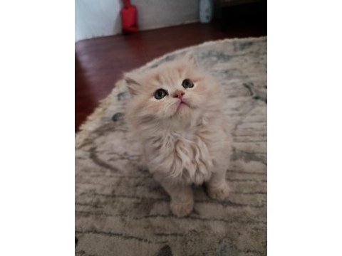 British longhair yavruma yeni yuva arıyorum