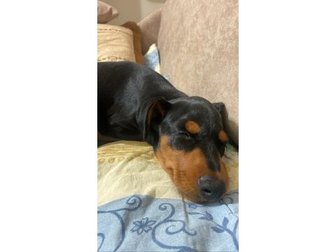 Acil satılık aşıları yapılmış doberman