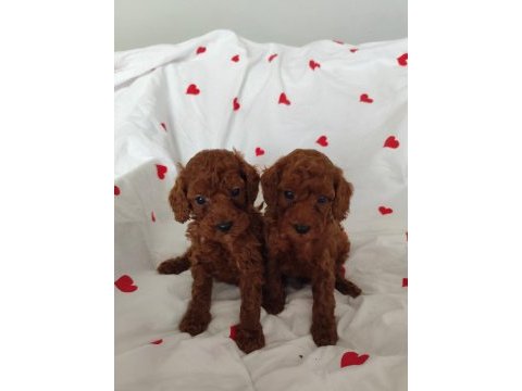 Maltipoo ve maltese yavrularımız mevcuttur