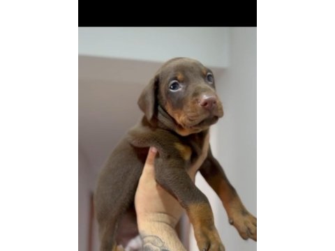 3 aylık erkek kızıl doberman