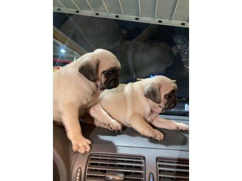 Muhteşem pug mops bebek köpeklerimiz