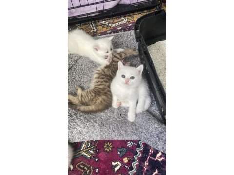 British shorthair evlatlar rezerveye açık