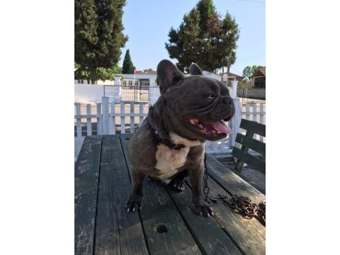 1,5 yaşında french bulldog