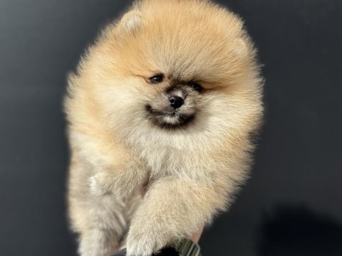 Ankarada ziyarete açık pomeranian yavrular