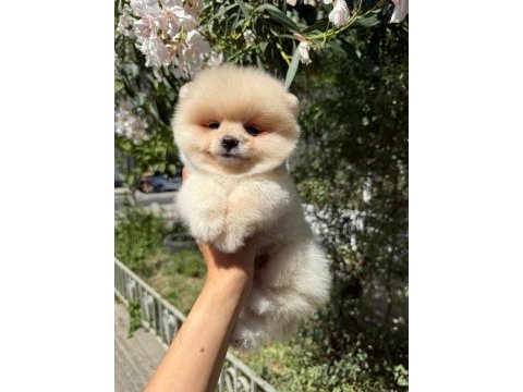 Orjinal güler yüzlü pomeranian yavrum