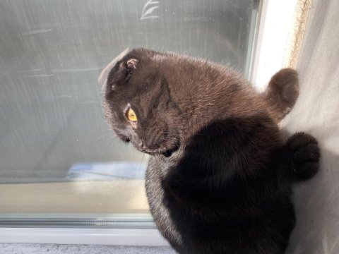 Acil sahiplendirme siyah scottish fold