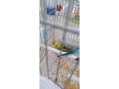 Yeni yavru muhabbet kuşlar