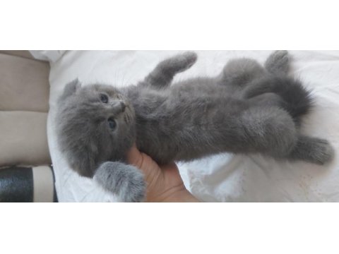 4 adet 40 günlük yavru scottish fold