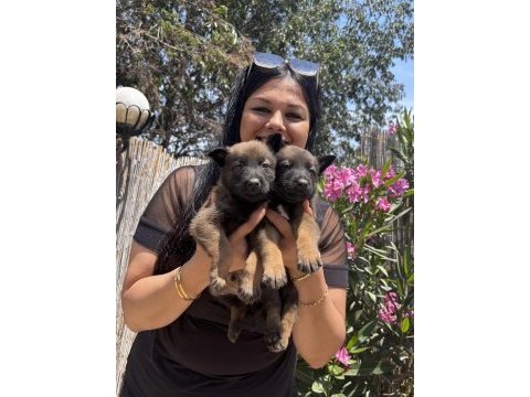 Safkan aşılı malinois yavrularım