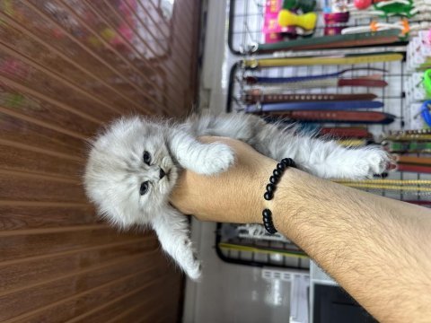 A kalite sağlıklı wc eğitimli scottish fold