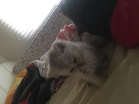Hemen teslim british shorthair yavrularımız