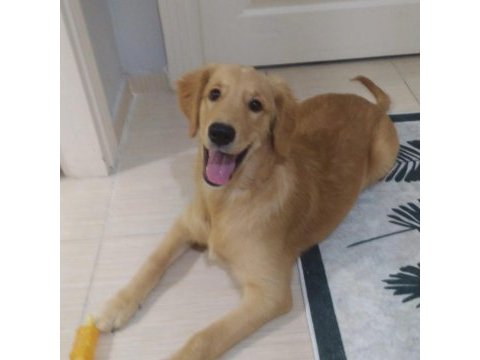 Sahiplendirilecek golden retriever