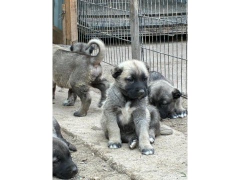 Çiftlikten safkan kangal