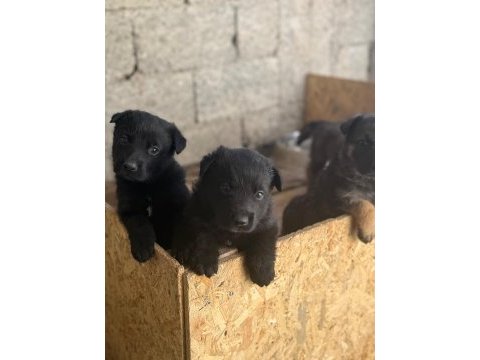 A kalite sable ve solid black alman çoban köpeği yavrular