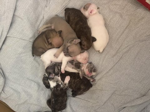 Fransız bulldog yavruları renk cümbüşü