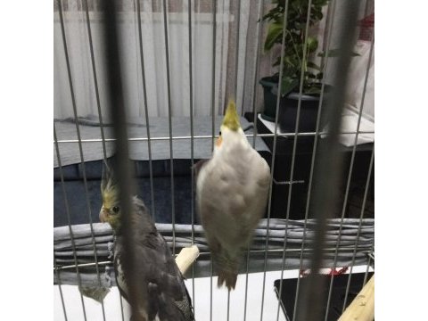 4 5 aylık sultan papağanlar ele alışık