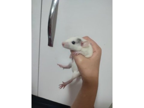Rat satsuma tüylü arkadaş isteyen yazsın