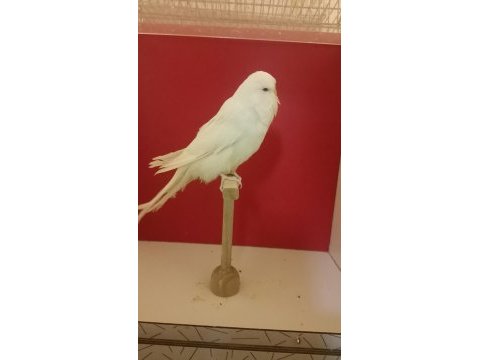 Show jumbo dişi muhabbet kuşu