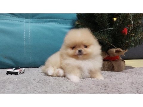 Ayı suratlı orijinal boo yavrular garantili taksitle