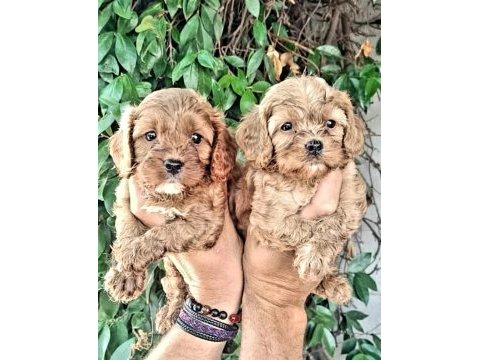 Maltipoo efsane bebekler