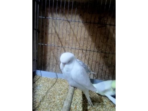 Çekoslovak muhabbet kuşlar