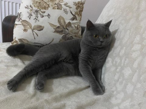 Çok sevecen british shorthair uysal ev kedisi