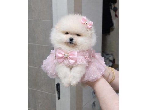 Mini boy küçük prenses pomeranian boo