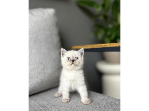 Brıtısh shorthair blue point yavrularım 