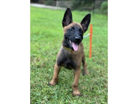 Belçika malinois yavruları istanbul