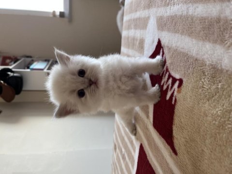 Yavru british longhair