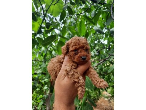 Tatlı ırk garantili korekan poodle yavrularımız