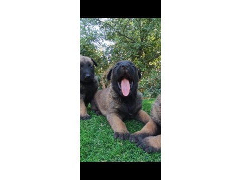 Safkan malinois yavrular