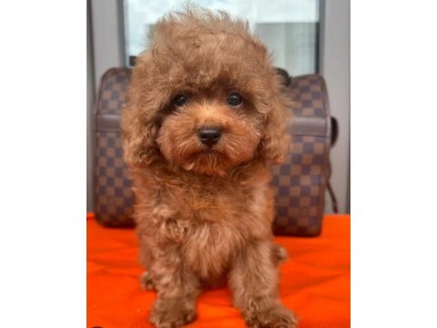 6 aylık minnak poodle
