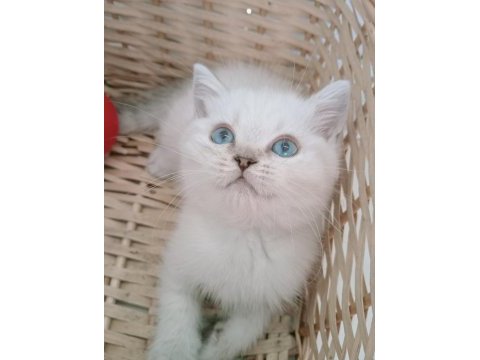 Mavi gözlü safkan british shorthair yavrular