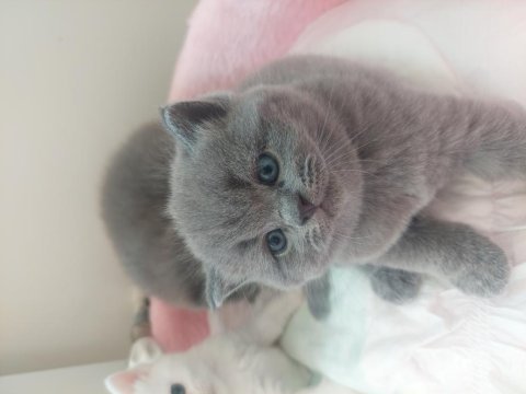 25 günlük yavru sahiplendirilecek british shorthair