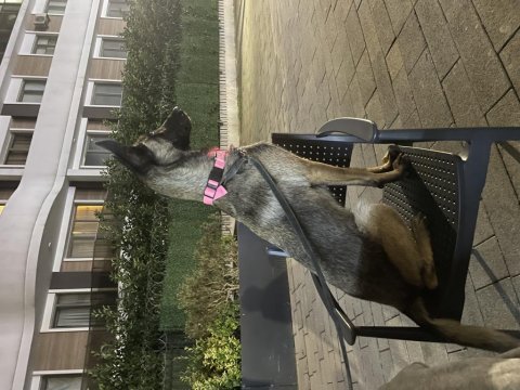 Acil uyguna tüm eşyalarıyla verilecek malinois