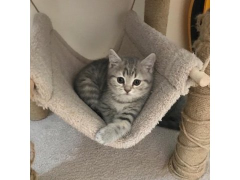 Silver tabby british shorthair