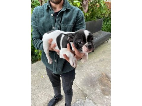 3 aylık french bulldog dişi ve erkek