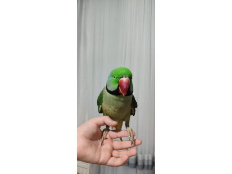 4 yaşında alexander erkek papağanımız