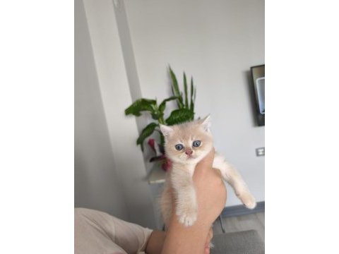 Kedimiz ücretsiz değildir