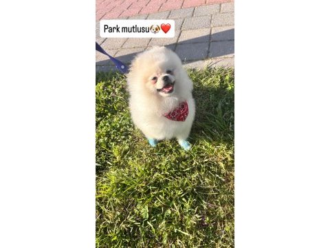 Erkek pomeranian boo