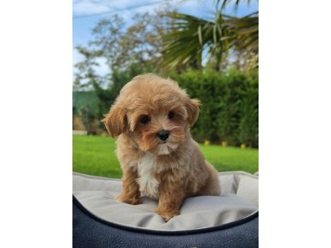 Mükemmel kalitede maltipoo bebeklerimiz