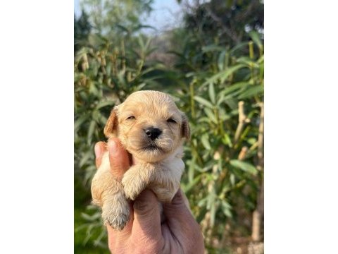 Maltipoo bebek safkan