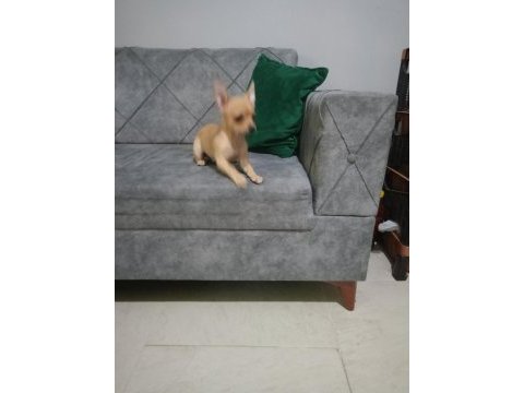 Şivava 1.5 aylık chihuahua