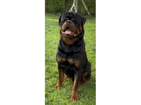 %100 safkan rottweiler yavrular