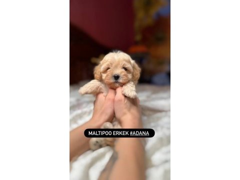Maltipoo kore bebek
