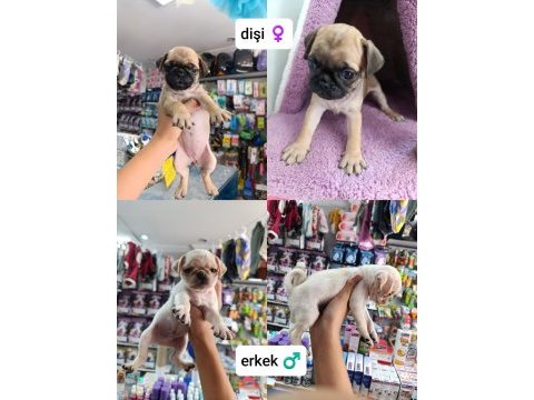 Teslime hazır 50 günlük 8 tane pug yavrular