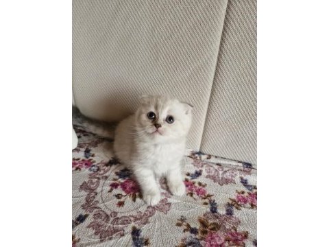 British longhair scottish straight