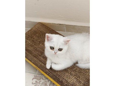 British shorthair beyaz